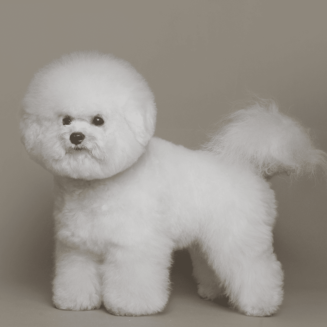 bichon