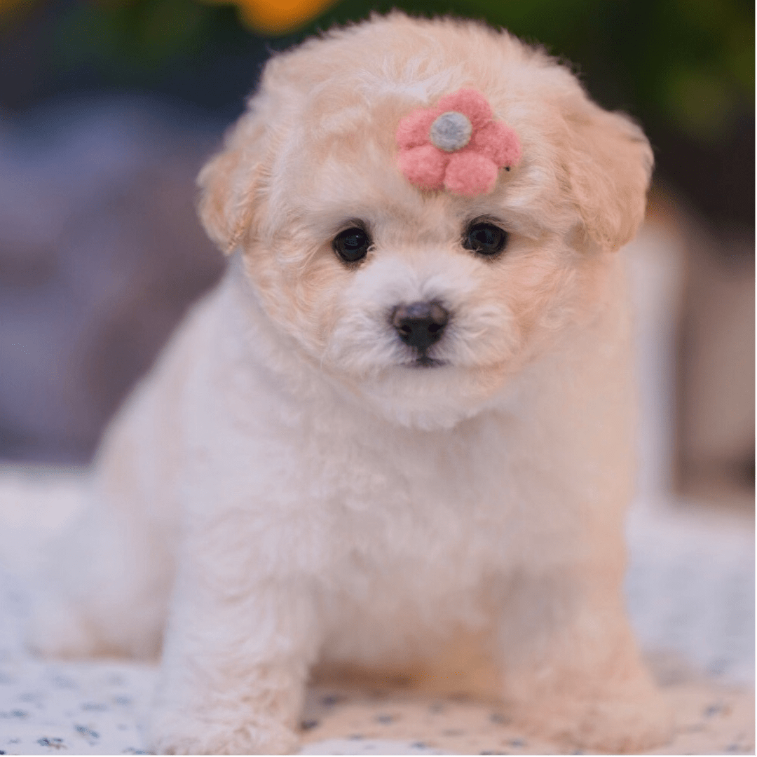 poochon